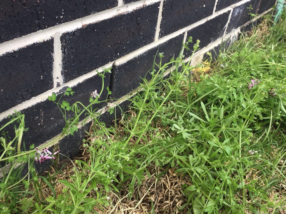 Termite barriers in Donnybrook and how they get bridged